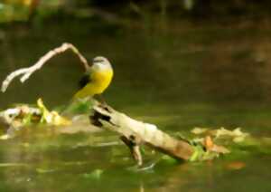photo Les chants d'oiseaux du marais tourbier