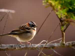photo Les oiseaux forestiers, mélodies du printemps