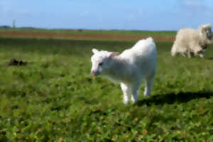 nibelle loisirs rencontres