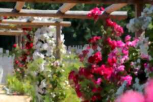 photo Visite jardin et pépinière les Roses Anciennes André Eve