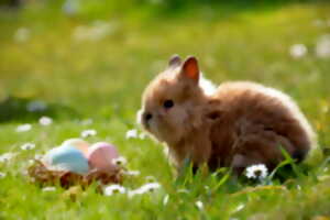 Chasse aux oeufs