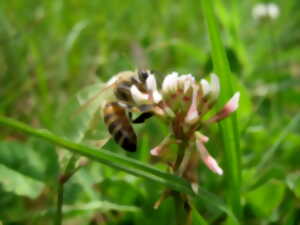 Atelier découverte enfants: Des fleurs et des abeilles