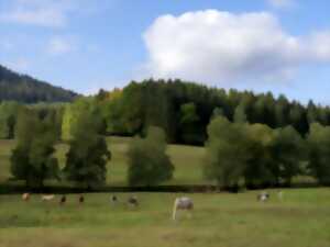 Sentiers Plaisir : La clairière du Hang