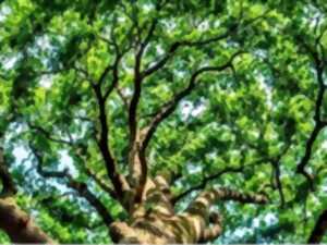 photo Balade naturaliste - Bain de forêt