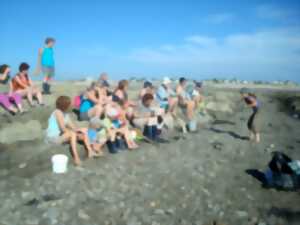 photo Sortie nature Coquillages et crustacés