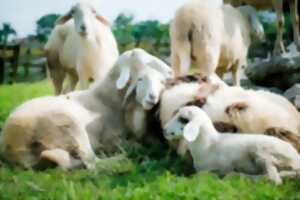 photo Transhumance et Repas de Producteurs