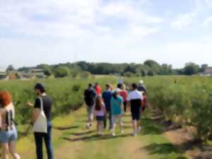 Visite guidée de la culture de myrtilles à la Ferme Brand-Arbogast