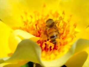 Visite et dégustation de miel - Ô Temps des Abeilles