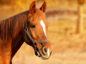 photo Concours club CSO