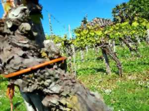 photo VISITE D'UNE VIGNE INSCRITE AUX MONUMENTS HISTORIQUES, TÉMOIN DE LA BIODIVERSITE D'IL Y A 200 ANS