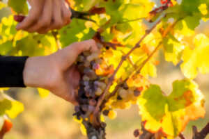 photo Repas des vendanges