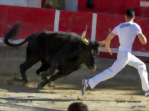 photo Course camarguaise - Remoulins