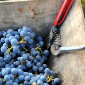 Atelier vendanges au château De La Croix