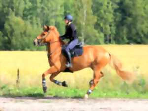 Journée du cheval