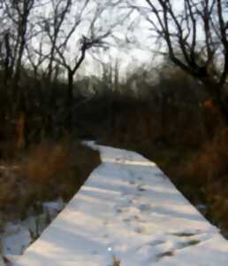 photo La Vie Nocturne des Amphibiens au Marais de Bonnefont