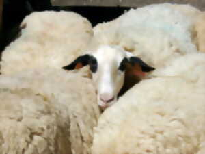 photo [Reporté] La brebis des Causses du Lot : sa laine et ses usages au fil du temps / Conférence et exposition