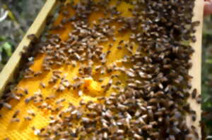 photo Goûtez les Causses du Quercy ! / Rencontre avec un apiculteur