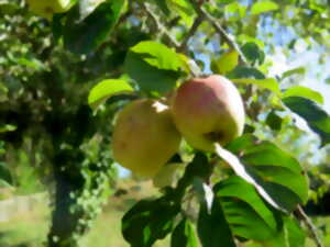 photo Fête de la Pomme