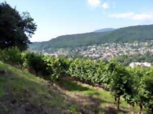 photo Conférence sur l'évolution des paysages viticoles