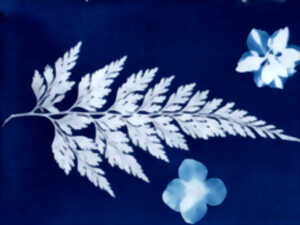 photo Visite atelier : Révèle la nature !