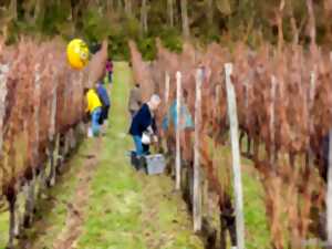 photo Vendanges de l’hivernal, au Château de Crouseilles