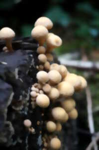 photo Sortie mycologique en forêt d'Halatte
