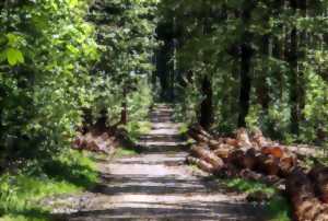 Marche gourmande des deux clochers