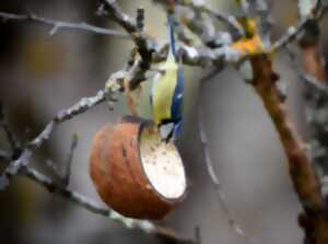 photo De l'oiseau à la boule de graines avec la LPO