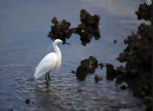 photo Comptage Wetland