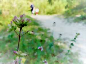 photo Les plantes sauvages comestibles au lac de la Prade