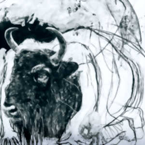 Métamorphose(s) : Exposition par Benjamin Bondonneau