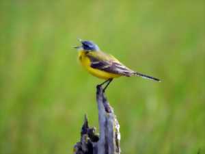 photo Les oiseaux du lac de la Prade