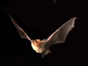 photo La chauve-souris, étonnant mammifère volant