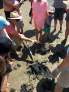 photo Les trésors de la plage