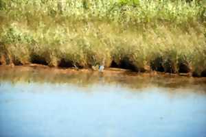 photo Découvrir les oiseaux du Bassin