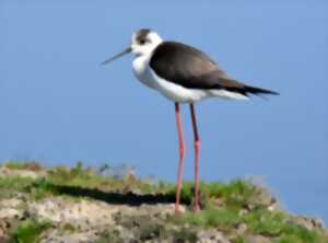 photo Les oiseaux du bassin