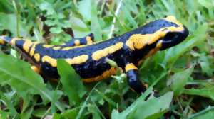 photo Escapade Naturaliste - Sur la piste de la salamandre