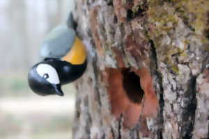 photo L'ornithologie classe poussin