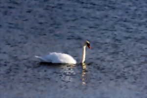 photo Découverte ornithologique