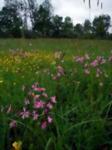 photo Promenade mouvementée en prairies humides de Courteranges