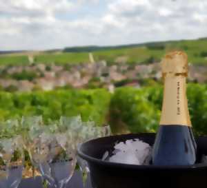 photo Randonnée pédagogique dans le vignoble et dégustation