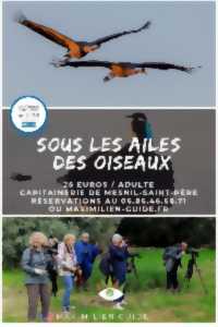 photo Sous les ailes des oiseaux