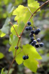 photo Conférence - L'archéologie du vin et de la vigne