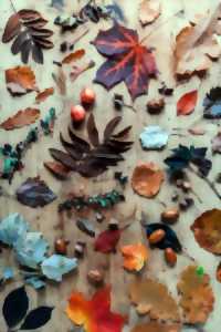 photo Fabrique ton herbier