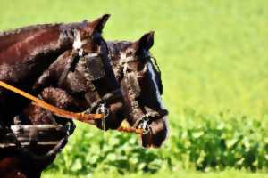 photo Balade en calèche et Show équestre