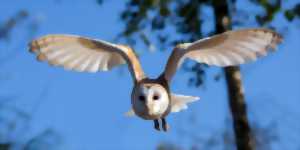 photo Conférence en ligne : « A la découverte des rapaces nocturnes de France métropolitaine »