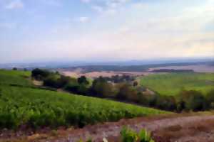 photo Balade gourmande dans les vignes