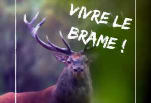 photo Vivre le Brame du Cerf