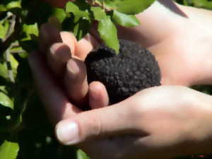 photo Repas truffes