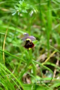 photo Les orchidées sauvages  
